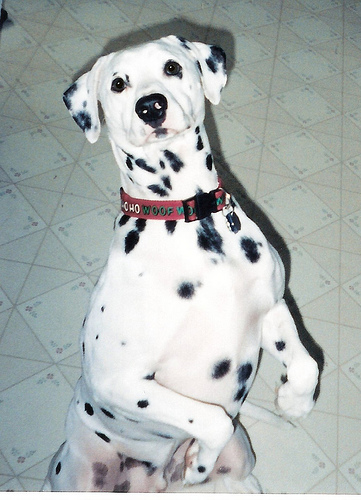 RIP Duke...  I love you buddy.