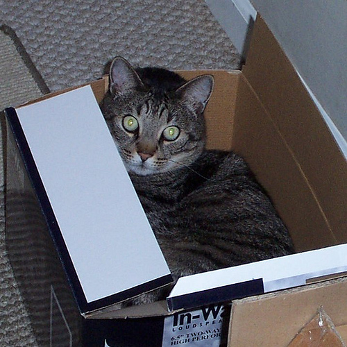 J.D. aka "JD Boo Boo" We will miss you.