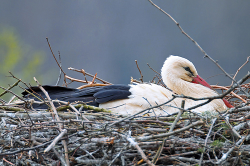 stork